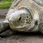 Green See Turtle