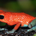 Granular Poison Dart Frog