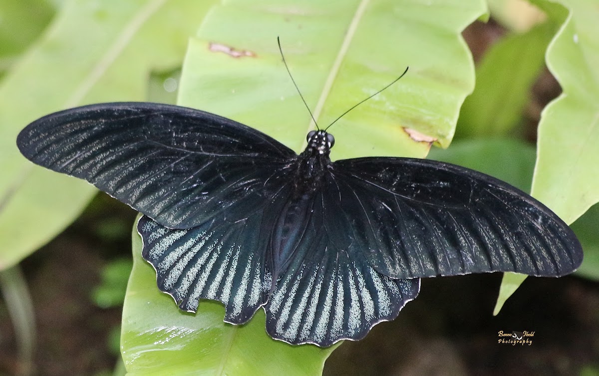 Great Mormon - Papilio memnon