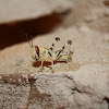 Desert locust