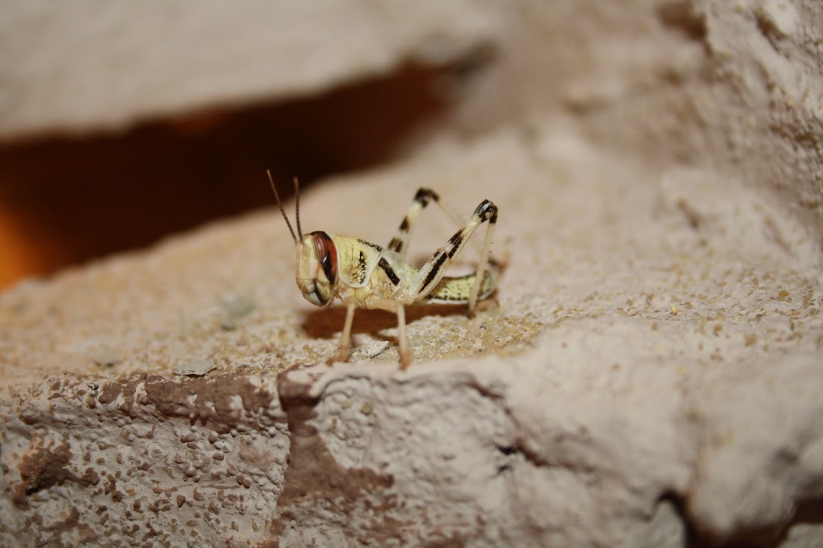 Desert locust