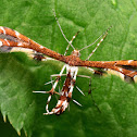 Himmelman's Plume Moth
