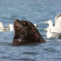 Steller sea lion