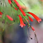 Firecracker plant