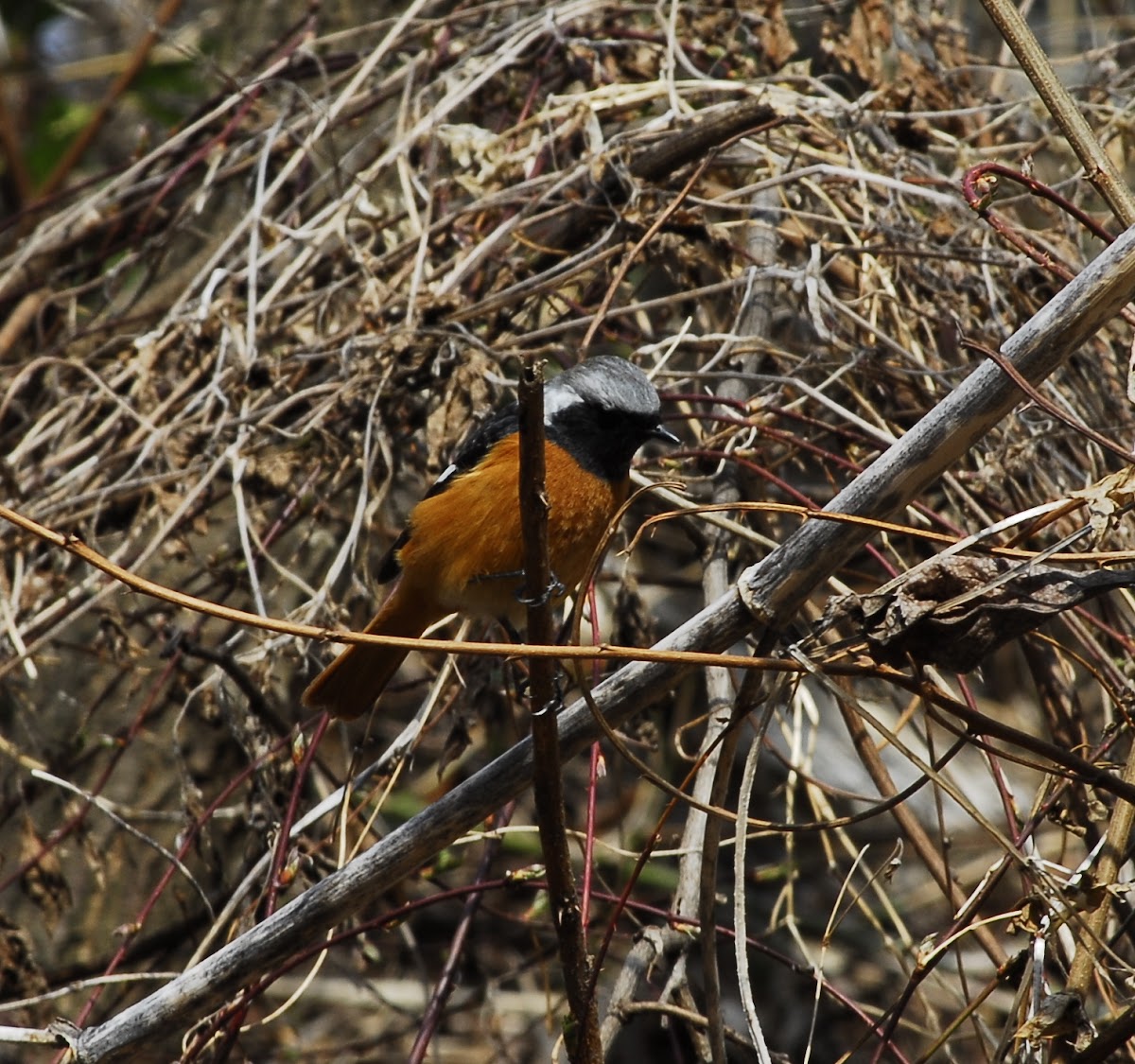 Daurian Redstart