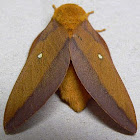 Pink-striped Oakworm Moth