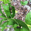 Eastern Giant Swallowtail caterpillars