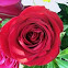 Amorosa Rose  