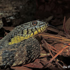 Diamond-backed Watersnake