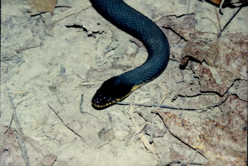 Plain-bellied Water snake