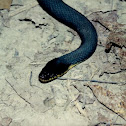 Plain-bellied Water snake