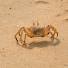 ghost crab