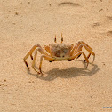 ghost crab