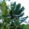 Araucaria pine