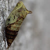 Swallowtail Cocoon