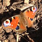 Peacock Butterfly