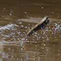 Mudskipper