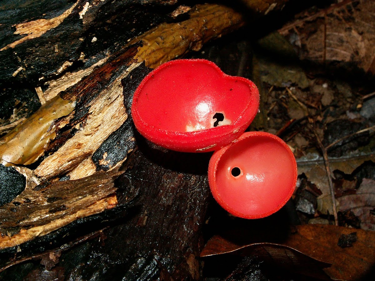 cup fungi