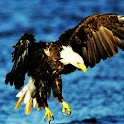 3D eagle 1 logo