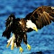 3D eagle 1