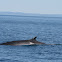 Minke Whale