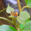 Indian Flower Mantis (nymph)