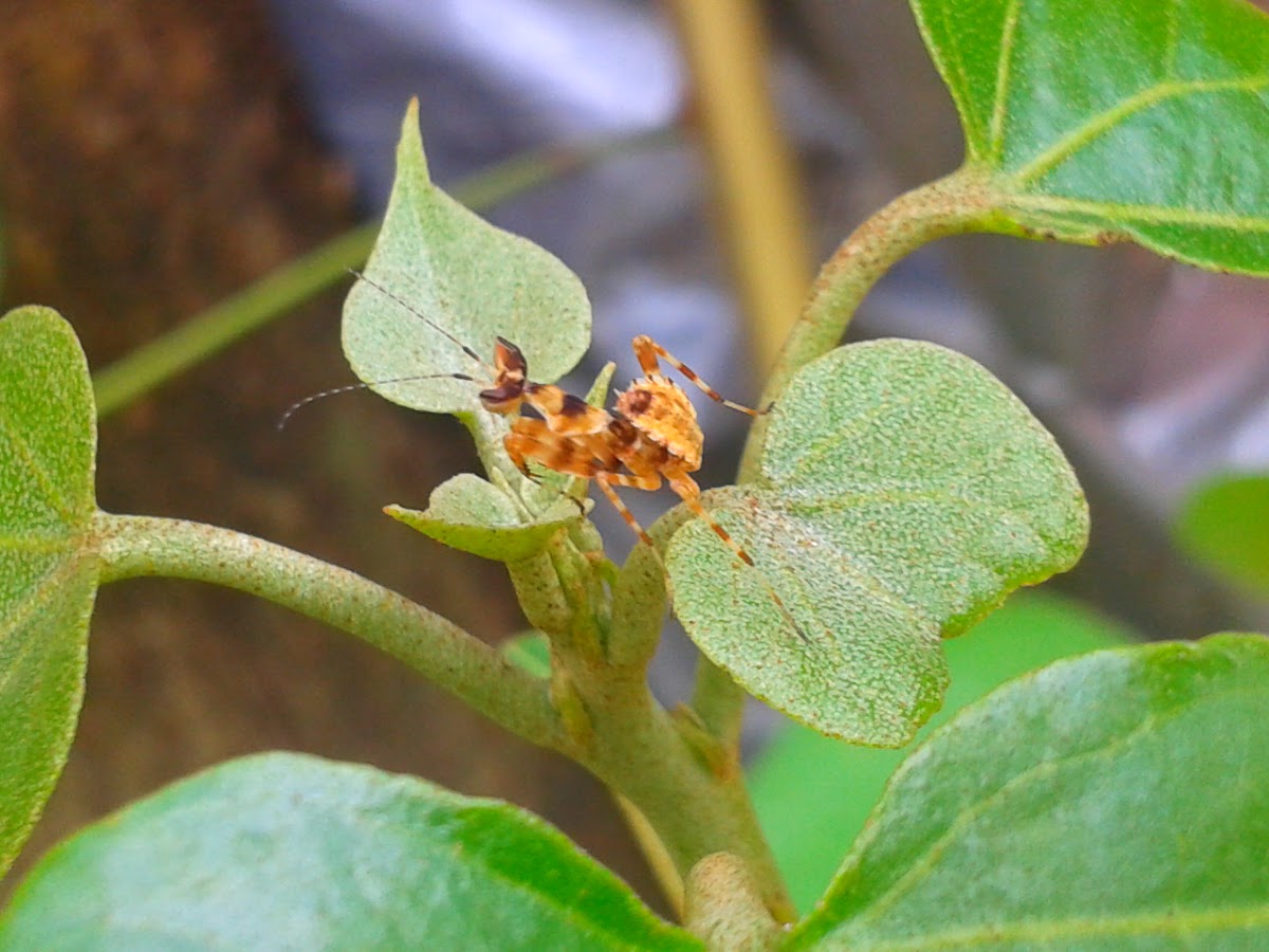 Indian Flower Mantis (nymph)