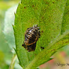 Pupa de joaninha (Multicolored Asian Lady Beetle pupa)