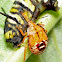 Stink Bug Nymph Eating Monarch Caterpillar