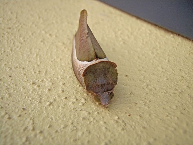 Fruit-piercing Moth 