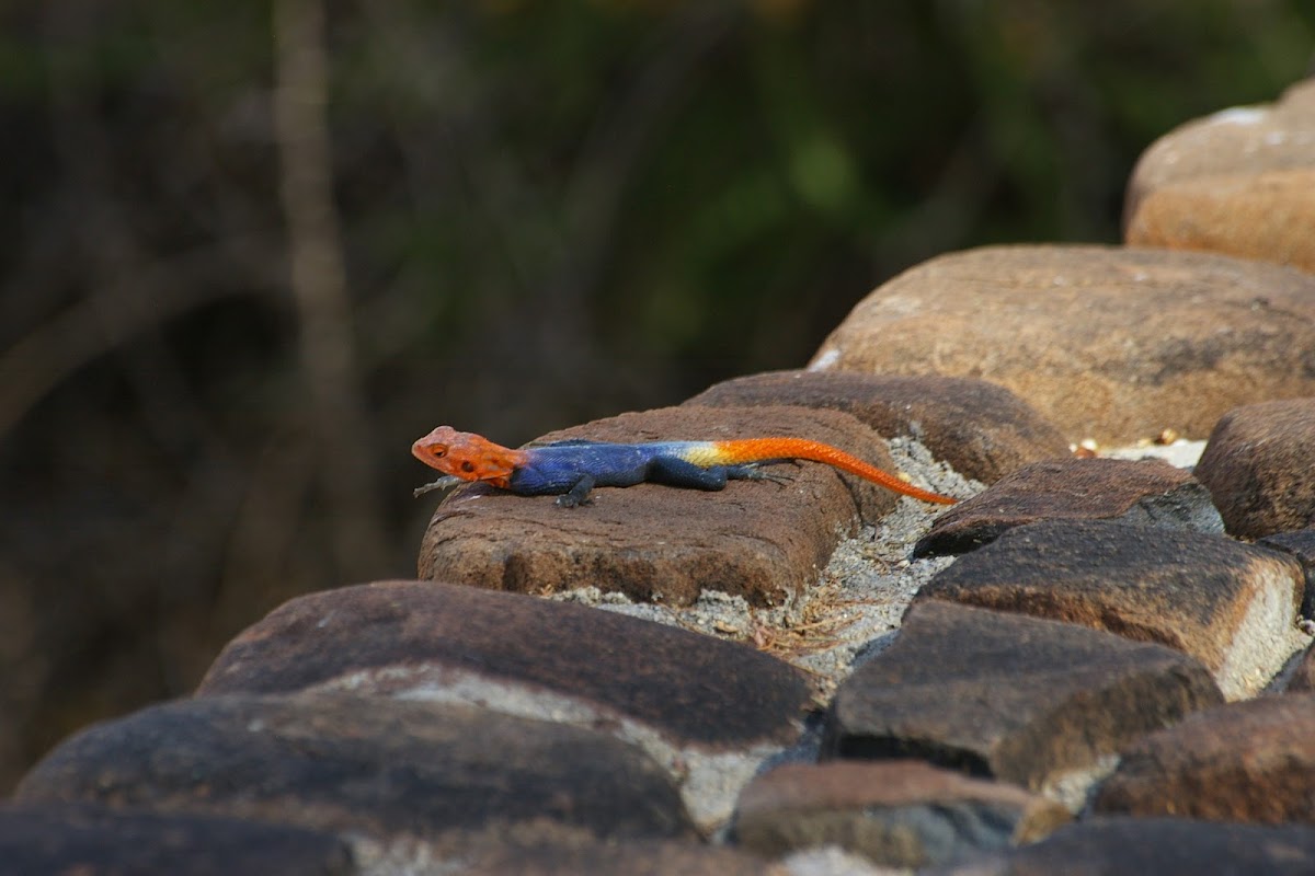 Namibian rock Agama