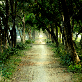 JOURNEY  by Tarunjyoti Tewari - Landscapes Forests