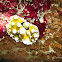 Ocellate Phyllidia Nudibranch