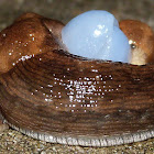 Dusky Slugs (mating)