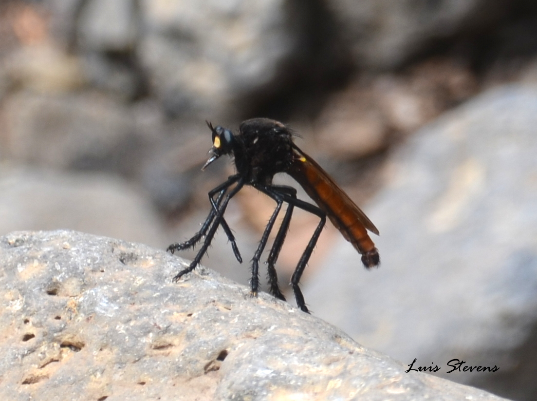 Mexican Robber Fly