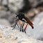 Mexican Robber Fly