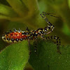 Banded Assassin Bug Nymph