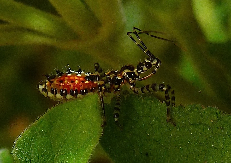 Banded Assassin Bug Nymph