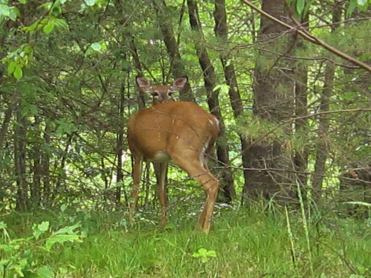 Northern White-Tailed Deer