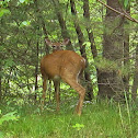 Northern White-Tailed Deer