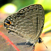 Caerulean butterfly
