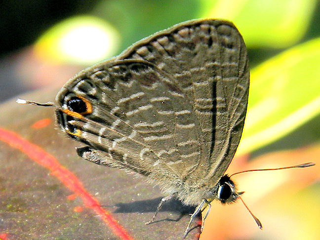 Caerulean butterfly