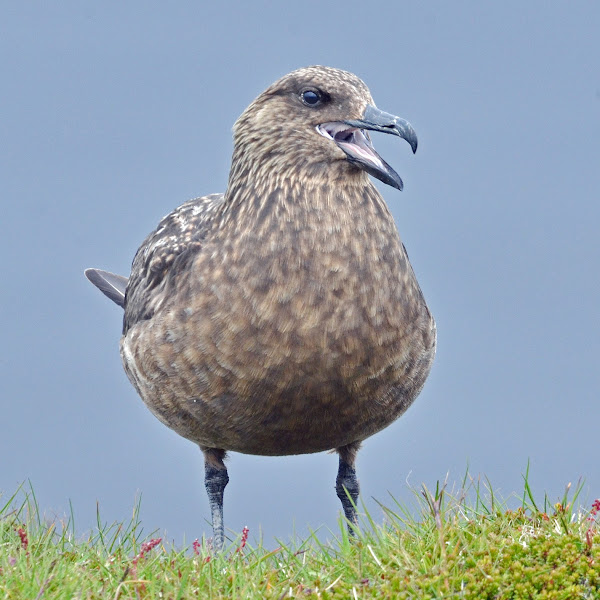 The Biodiversity of Iceland Project Noah
