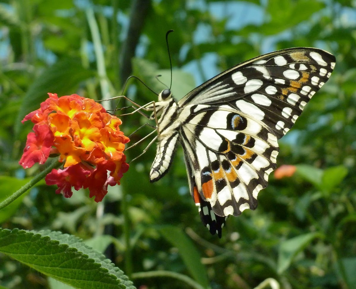 Chequered Swallowtail or Common Lime Butterfly