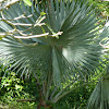 Fiji Fan Palm