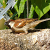 Pardal (House Sparrow)