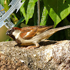 Pardal (House Sparrow)