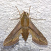 Brown Hawk Moth