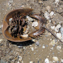 Atlantic horseshoe crab