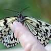 Paper Kite Butterfly